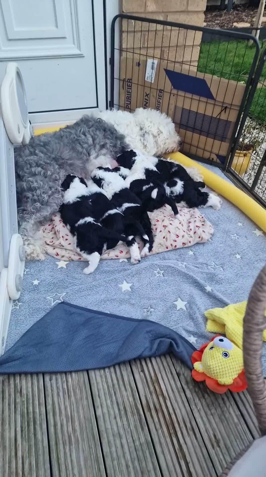 Sheepadoodle dogs for sale: Ultimate Pedigree F1 Sheepadoodles  - Video 1