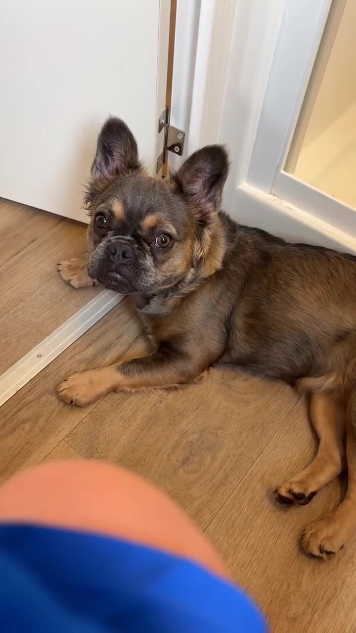 French Bulldog dogs for sale: Fluffy Frenchie - Video 3