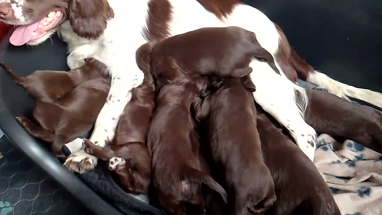 Sprocker dogs for sale: F1 sprocker puppies - Video 1