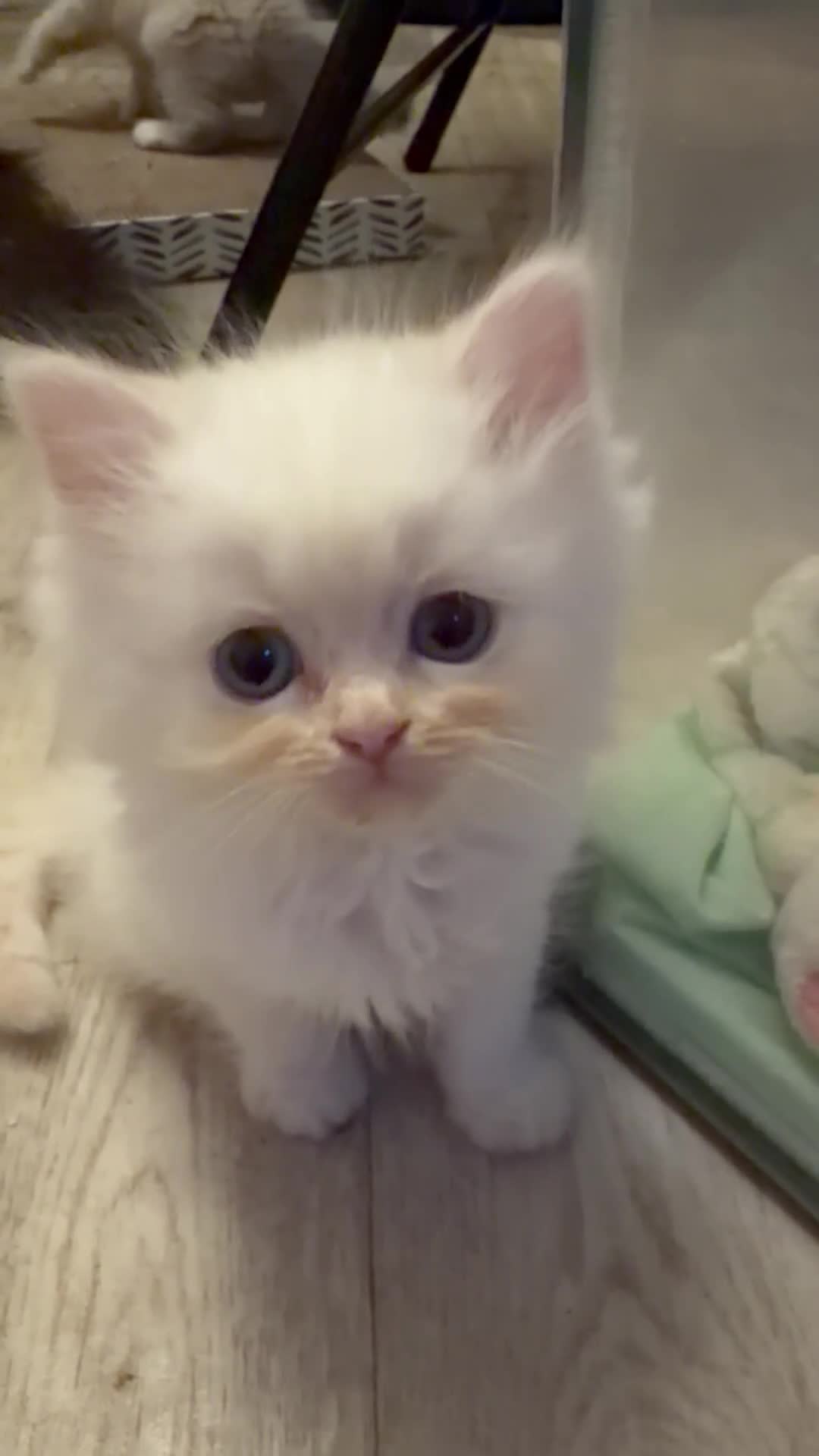 Perdoll cats for sale: Stunning Perdoll kittens ⭐️⭐️⭐️ - Video 2