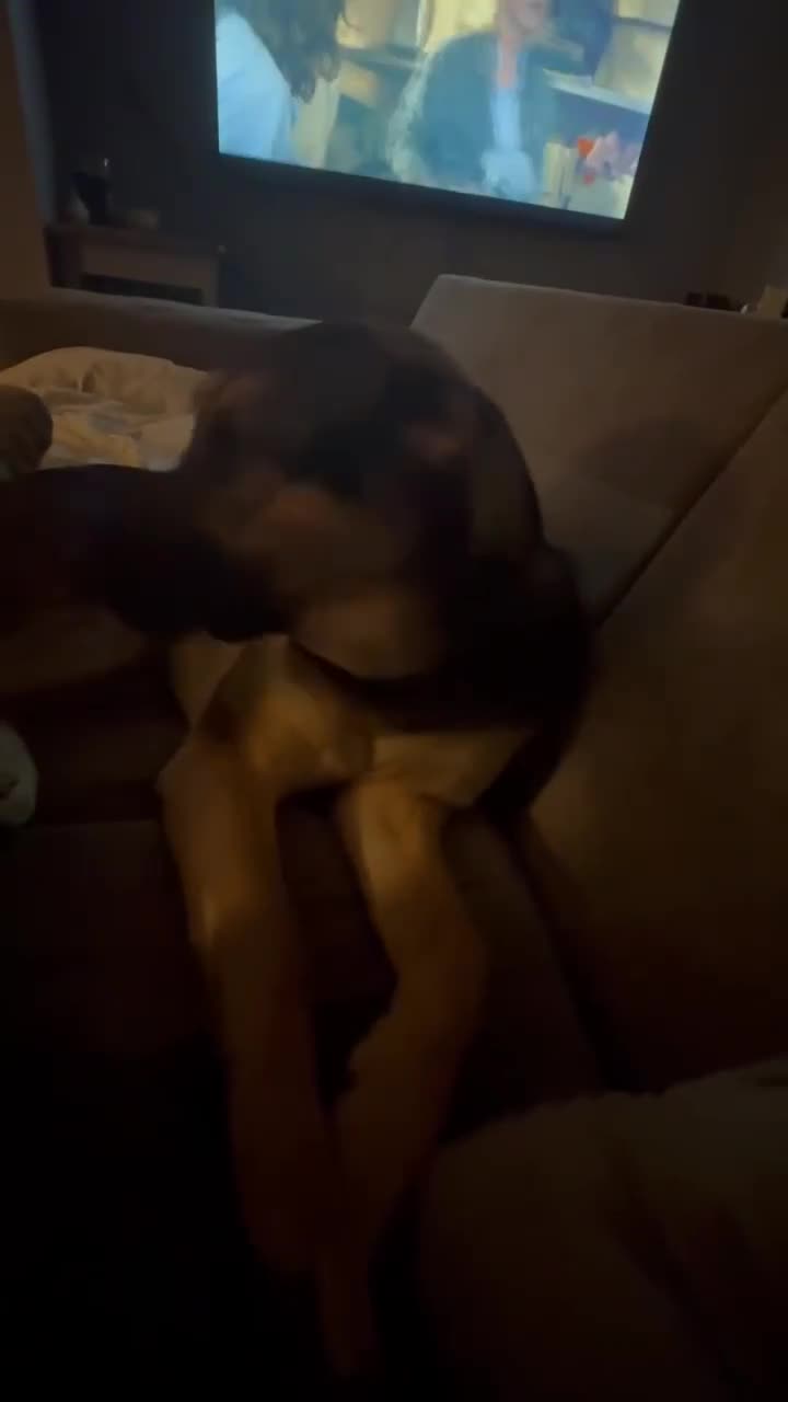 Mixed Breed dogs for adoption: Amigo the puppy that wants to be your friend - Video 3