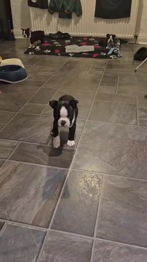 Boston Terrier dogs for sale: Ready to leave in time for the October holidays 😀 - Video 4