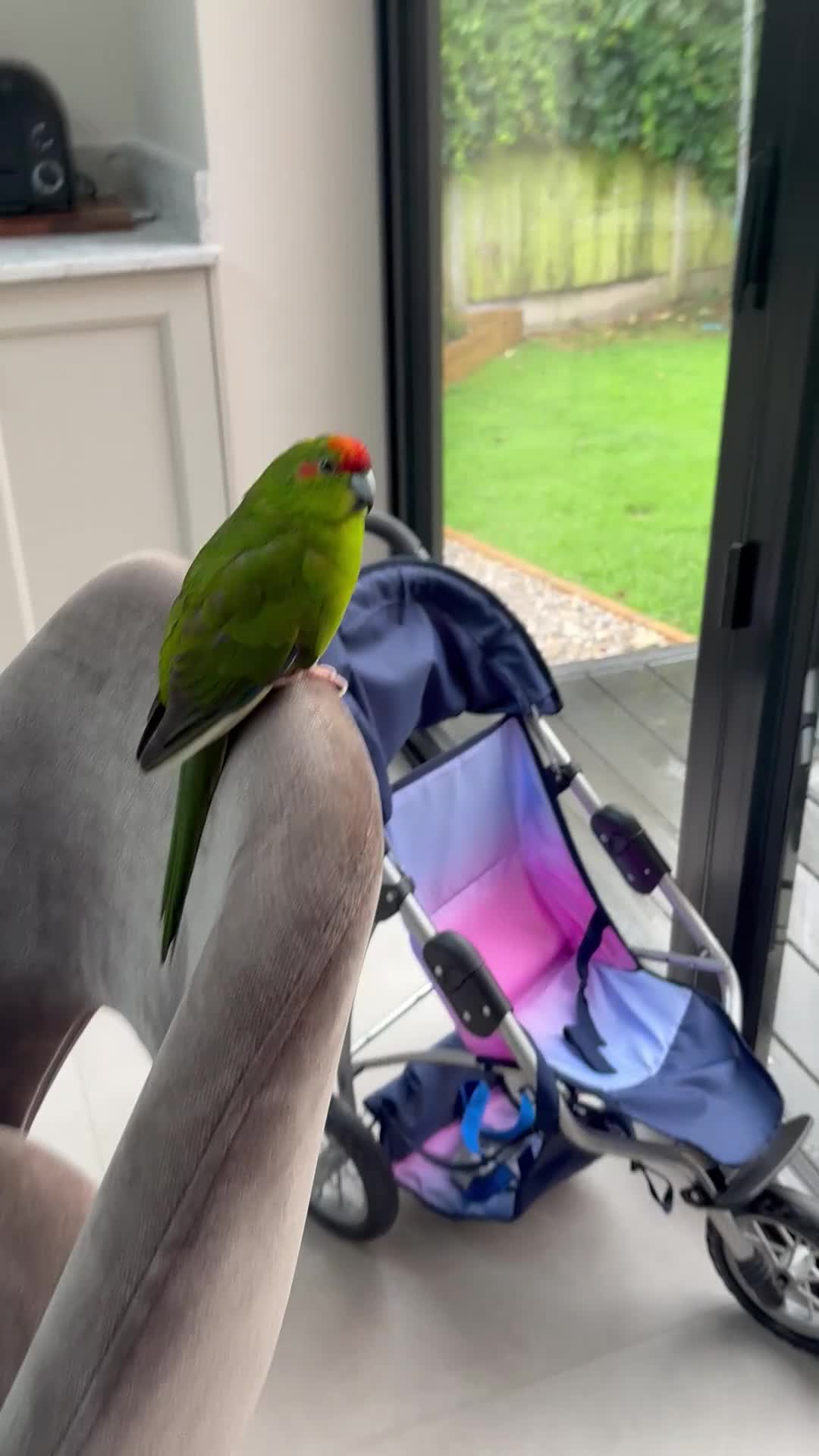 Parakeets birds for sale: Male Kakariki in Ossett - Video 1