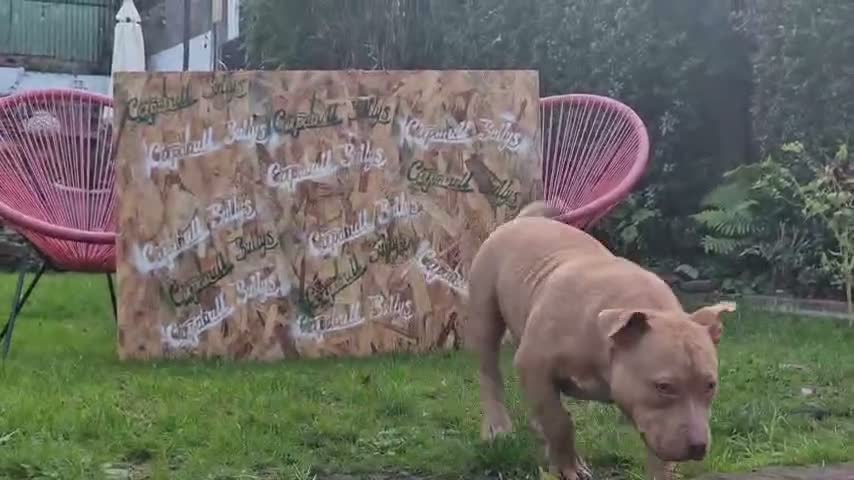 American Bully dogs for sale: Real American Pocket Bully’s  - Video 1