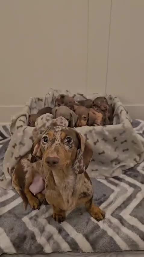 Miniature Dachshund dogs for sale: Stunning miniature dachshund puppies - Video 1