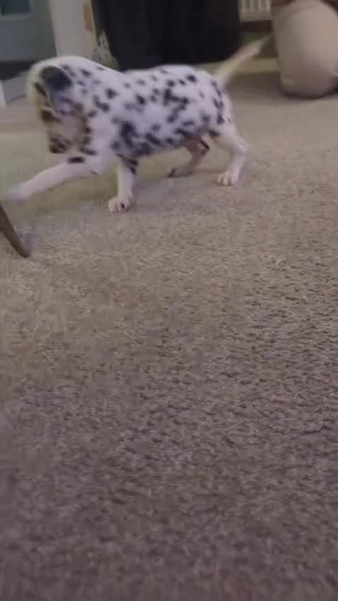 Dalmatian dogs for sale: KC Registered Dalmatian Puppies  - Video 1