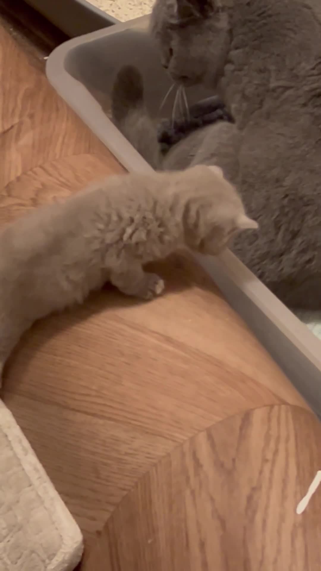 British Shorthair cats for sale: Just one girl left £800 lilac colour point - Video 1