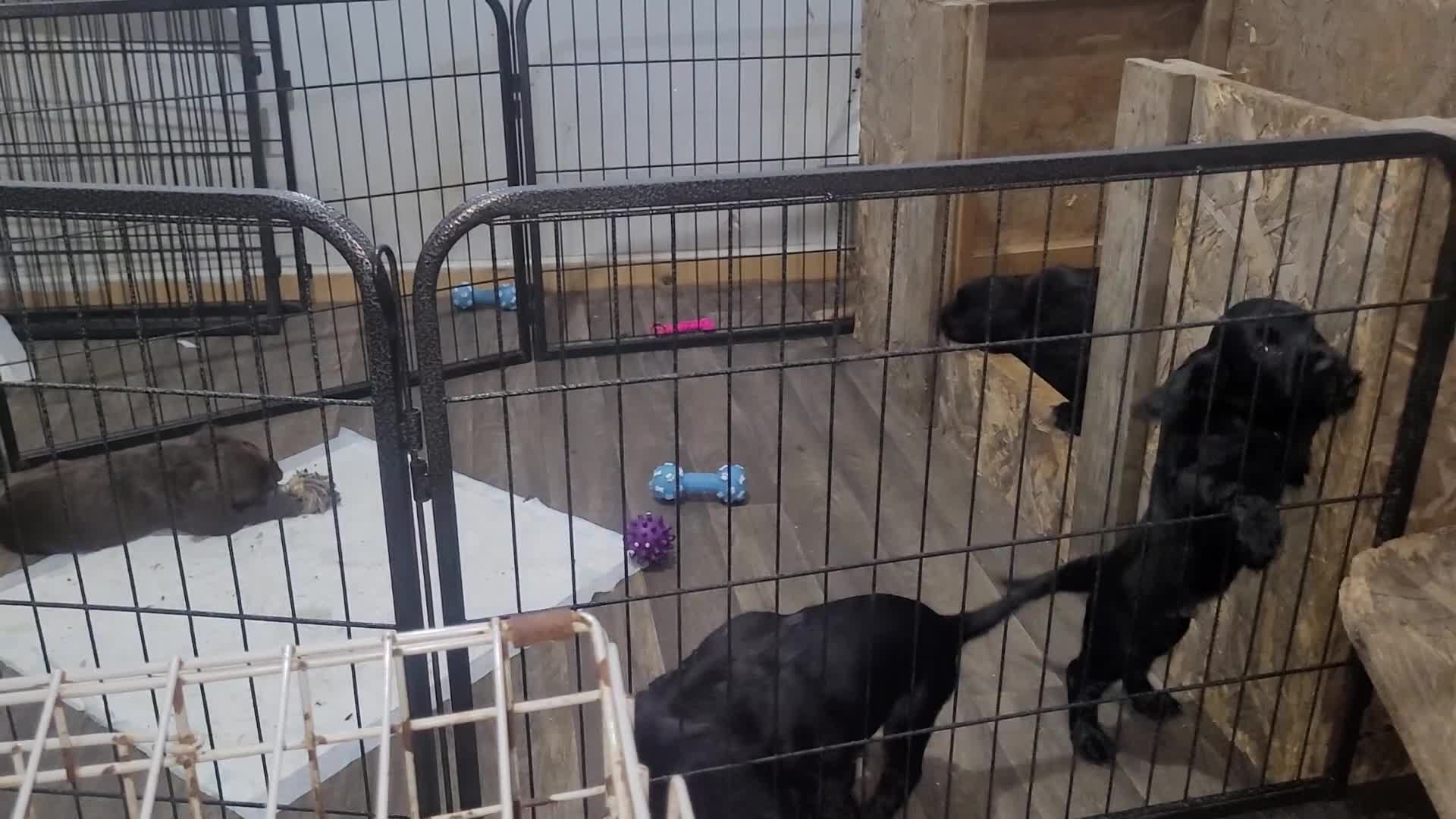 Sprocker dogs for sale: 6 beautiful sprocker puppies  - Video 2