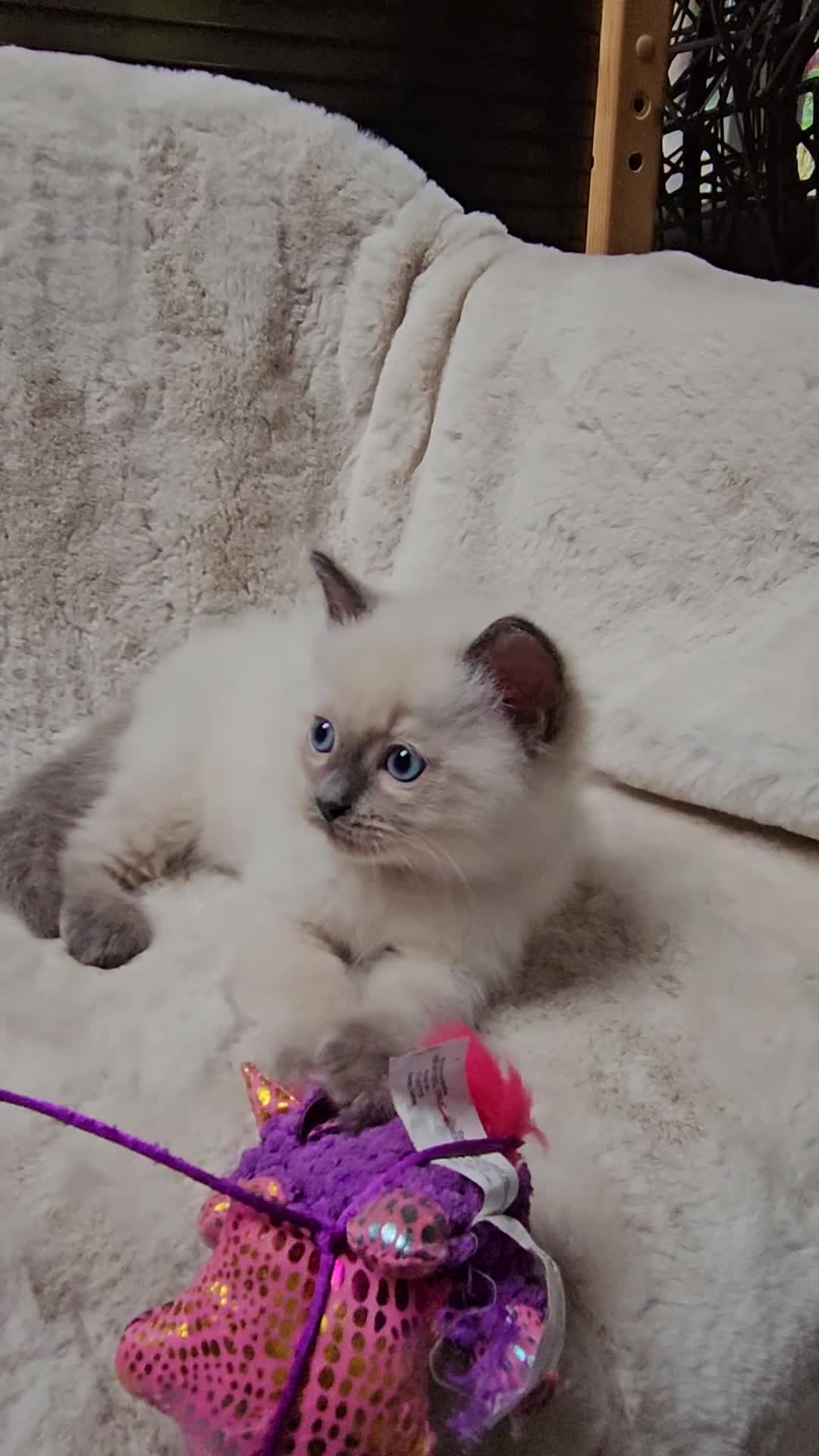 Ragdoll cats for sale: PURE RAGDOLL KITTENS 💜💙💚🤎 - Video 1