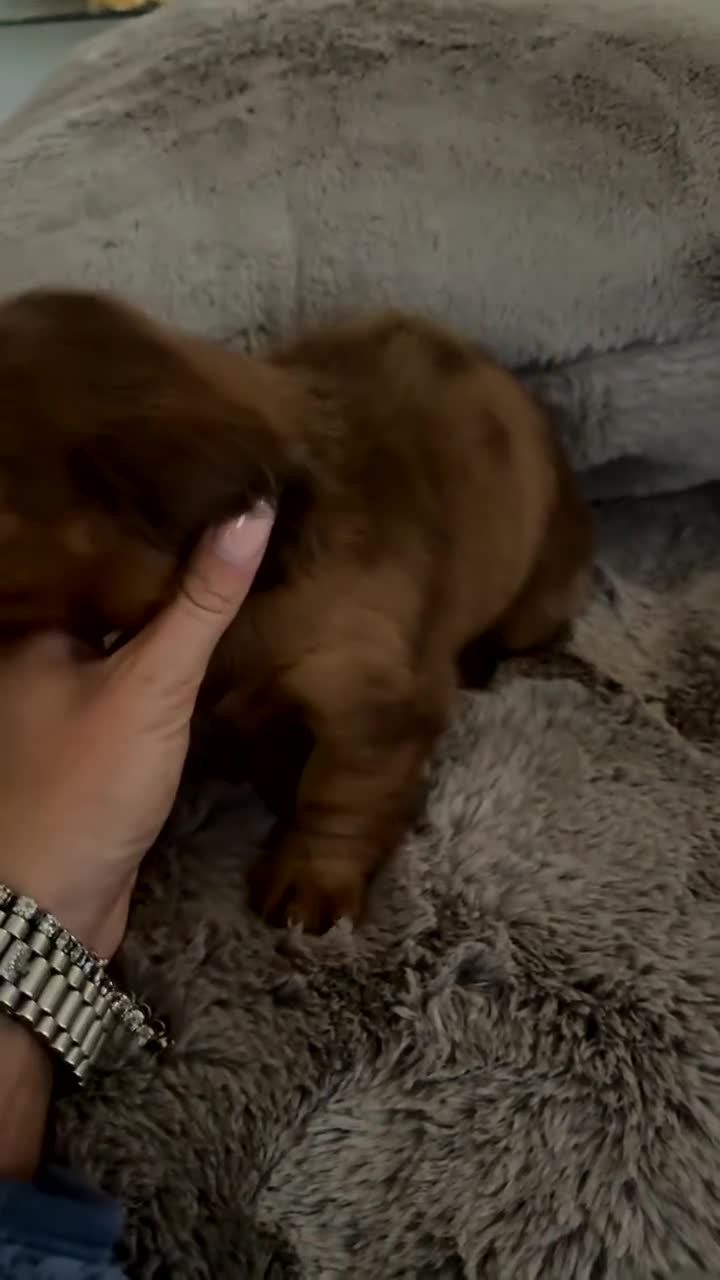 Miniature Dachshund dogs for sale: Long Haired ( Choclate Based ) Mini Dachshunds  - Video 1