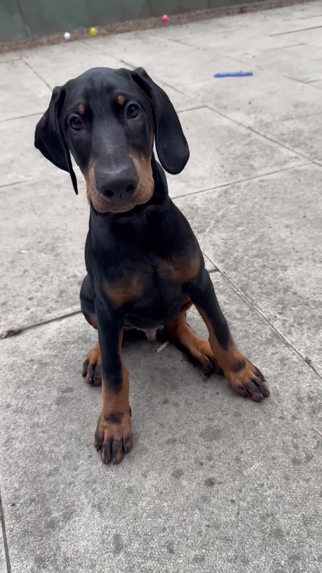 Dobermann dogs for sale: European Dobermann Male Puppy | 13 Weeks - Video 3