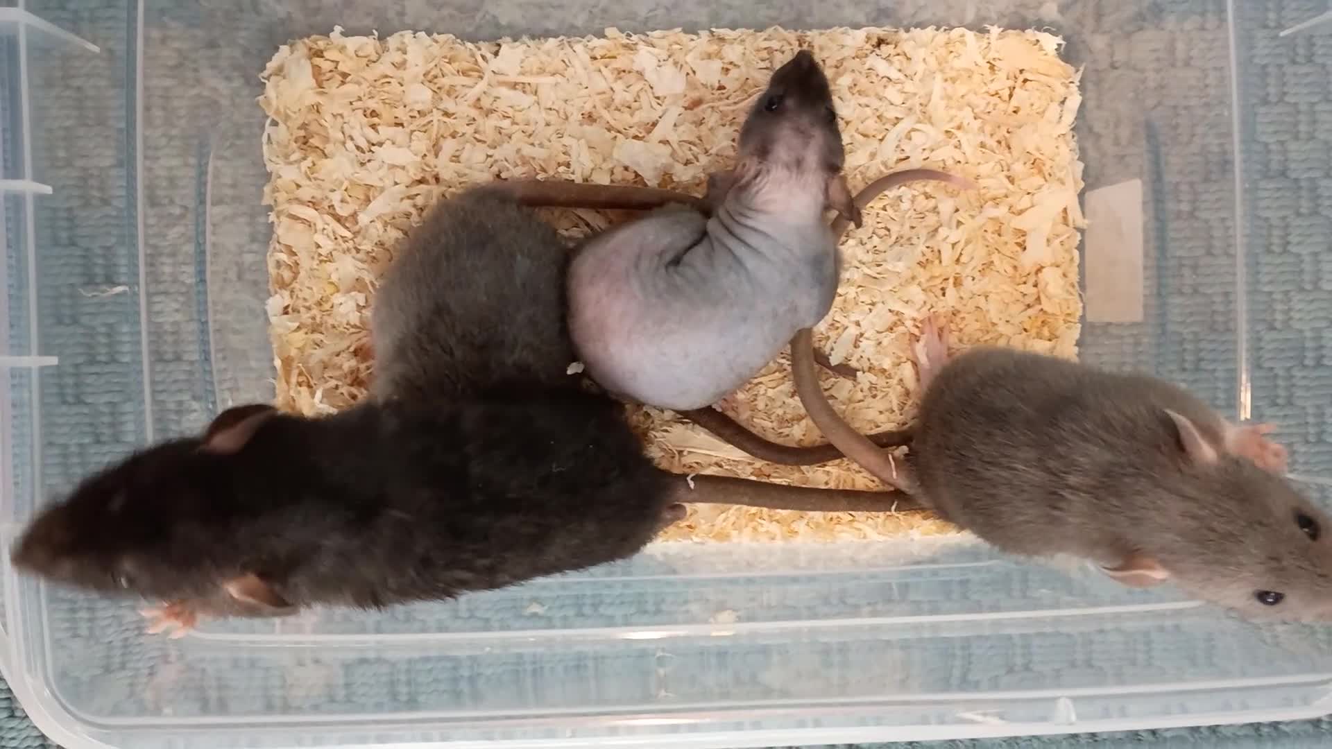 Rat rodents for sale: 3 Very friendly rat girls. - Video 1