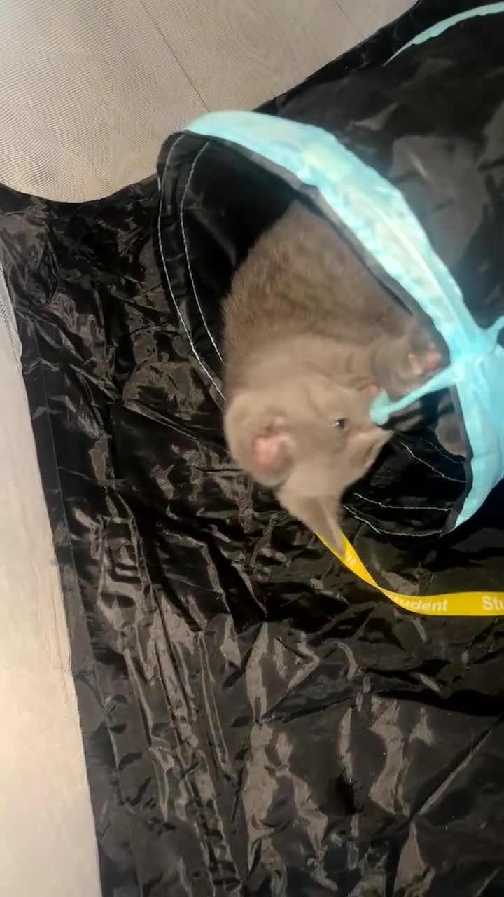 Mixed Breed cats for sale: British short hair x tabby kittens for sale. in Leicester - Video 1