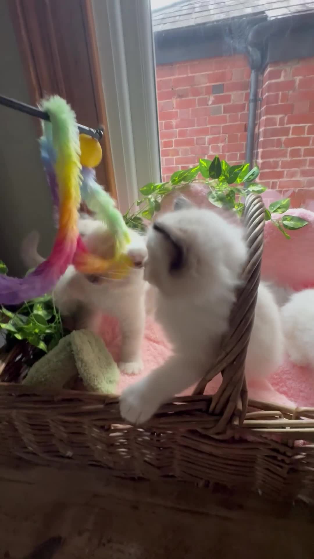 Ragdoll cats for sale: ✨🏆Pedigree, health clear . Ragdoll Kittens ✨🏆 - Video 2