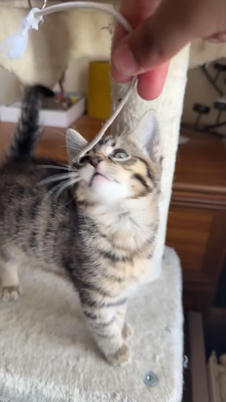 British Shorthair cats for sale: BengalXSavannah  - Video 2