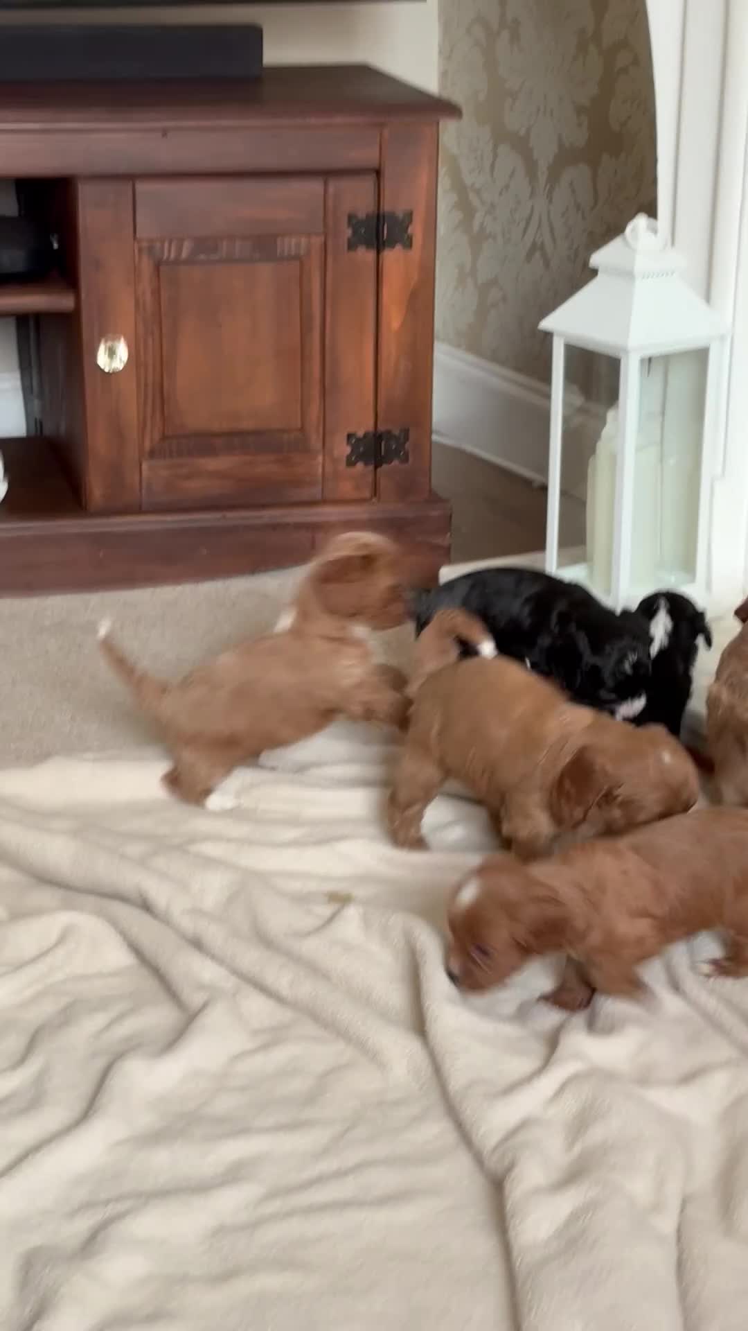 Cavapoo dogs for sale: Four beautiful puppies remaining ready now  - Video 2