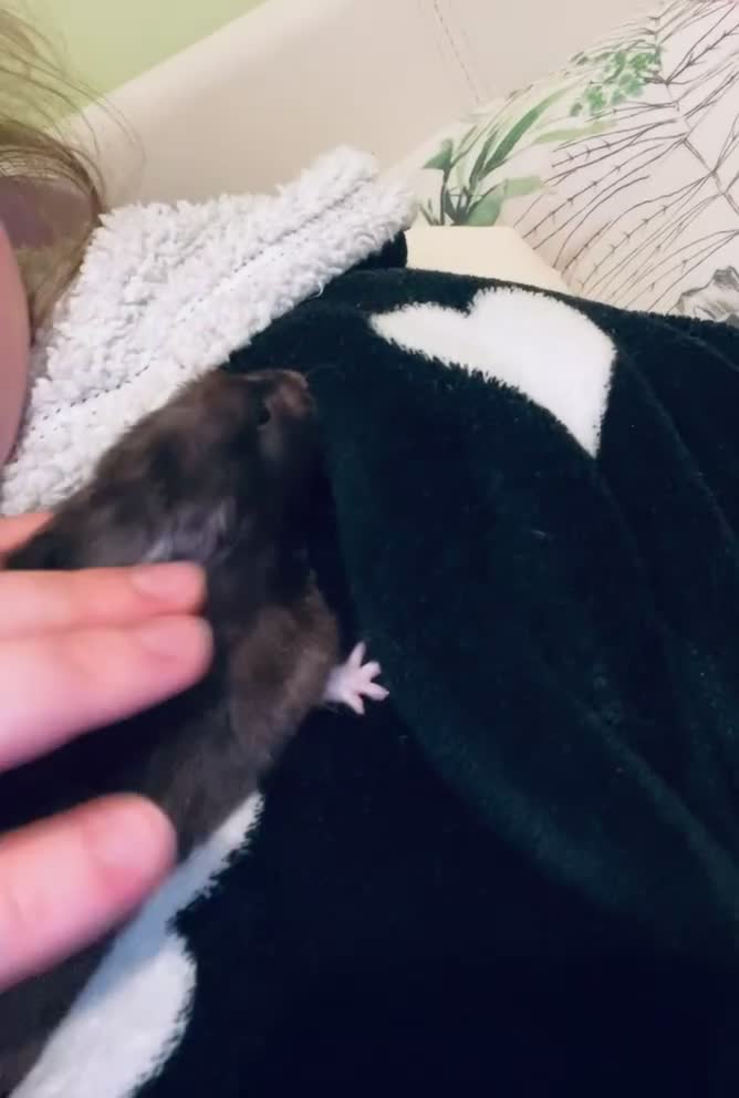 Hamster rodents for sale: Beautiful gentle Female Syrian Hamster with cage  - Video 2