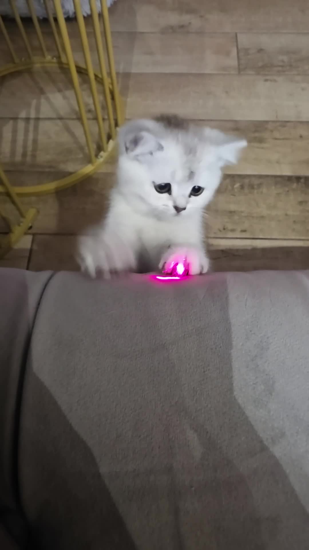 Scottish Fold cats for sale: STUNNING PEDIGREE LITTLE GIRL REMAINING - Video 2