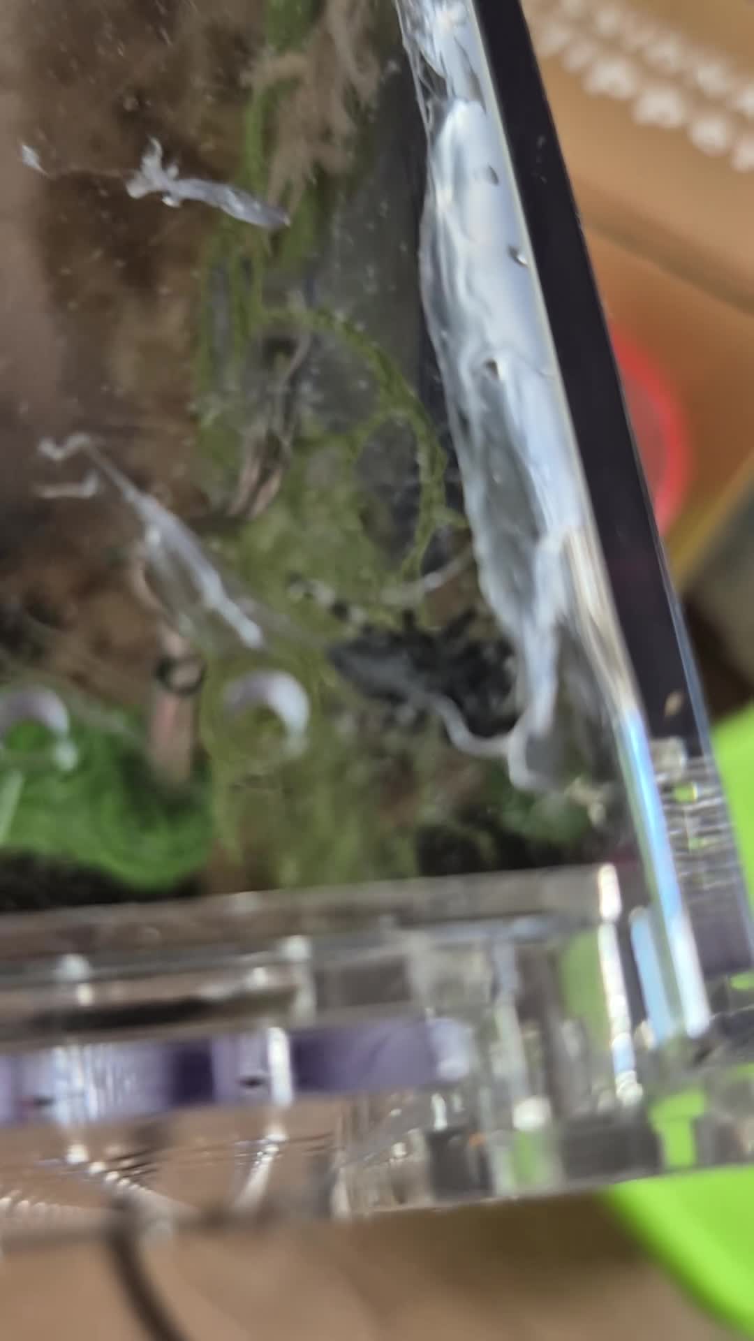 Spiders invertebrates for sale: Beautiful jumping spider with set up  - Video 1