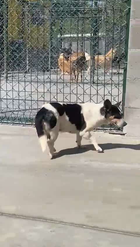 Mixed Breed dogs for adoption: Maude 10 yrs approx. Available for adoption. - Video 1