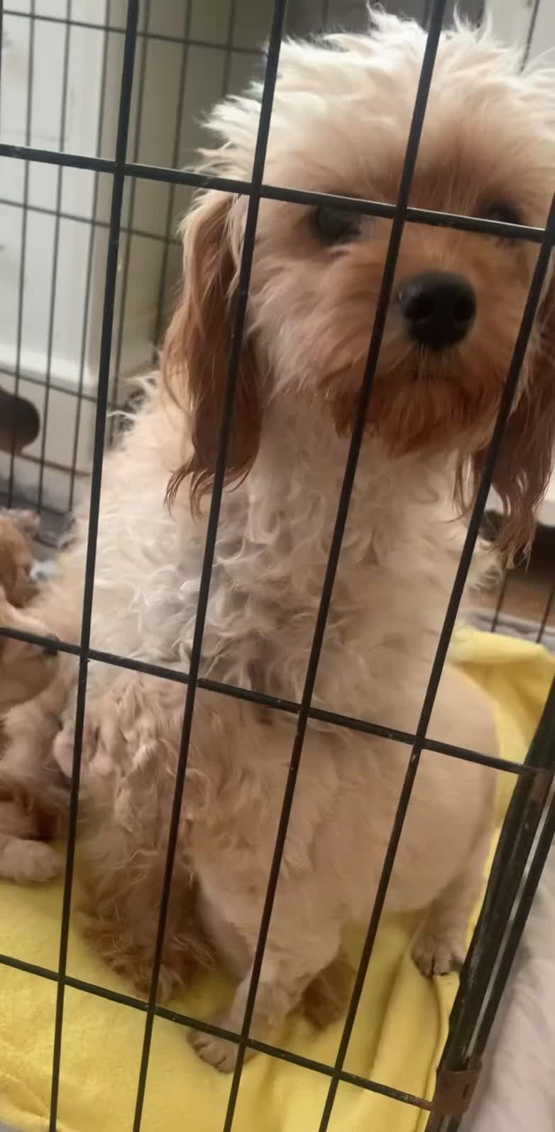 Cavapoo dogs for sale: Cavappo puppy’s for sale (last 2) - Video 1