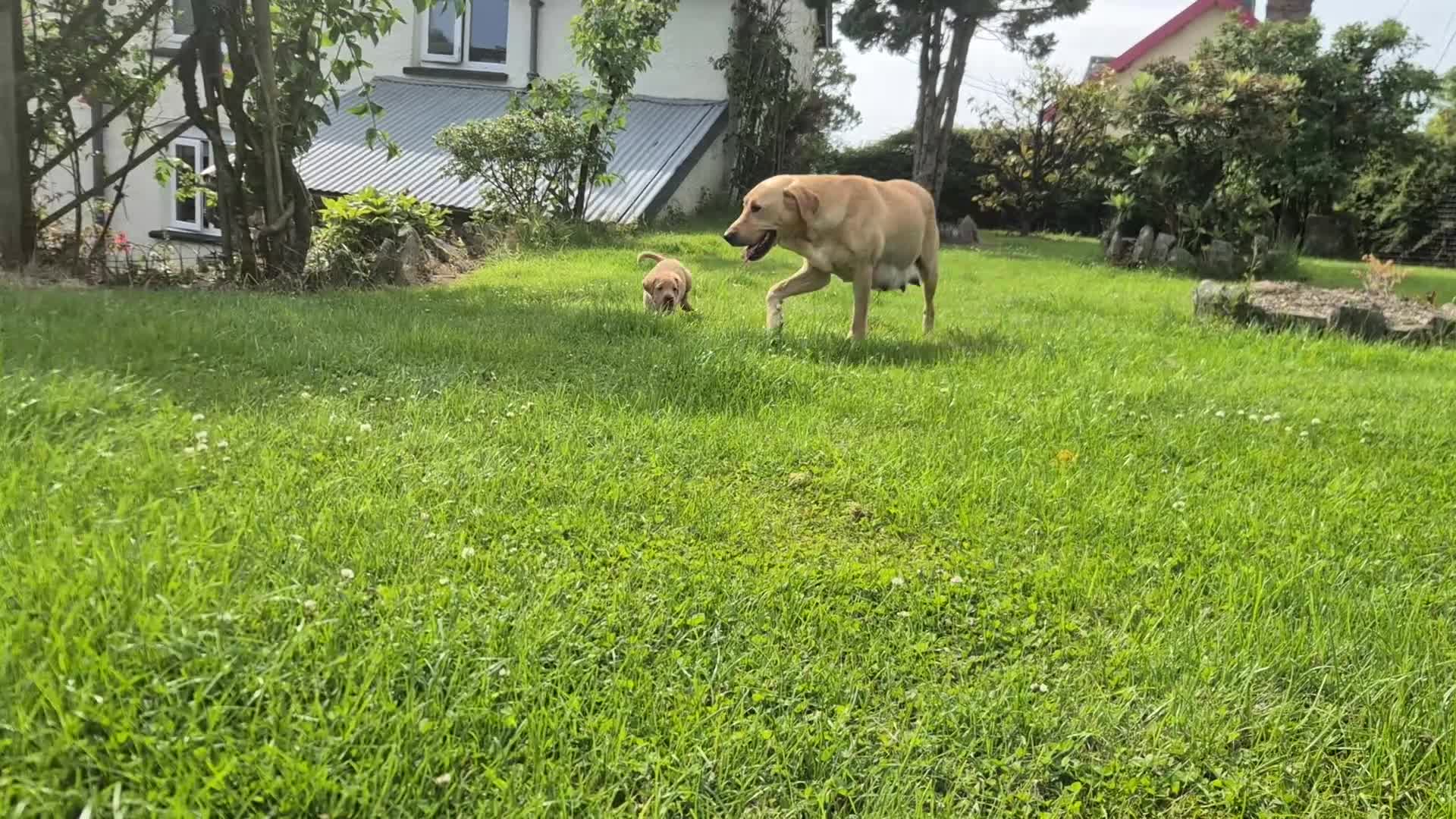 Labrador Retriever dogs for sale: Stunning red/golden labrador puppies - Video 1