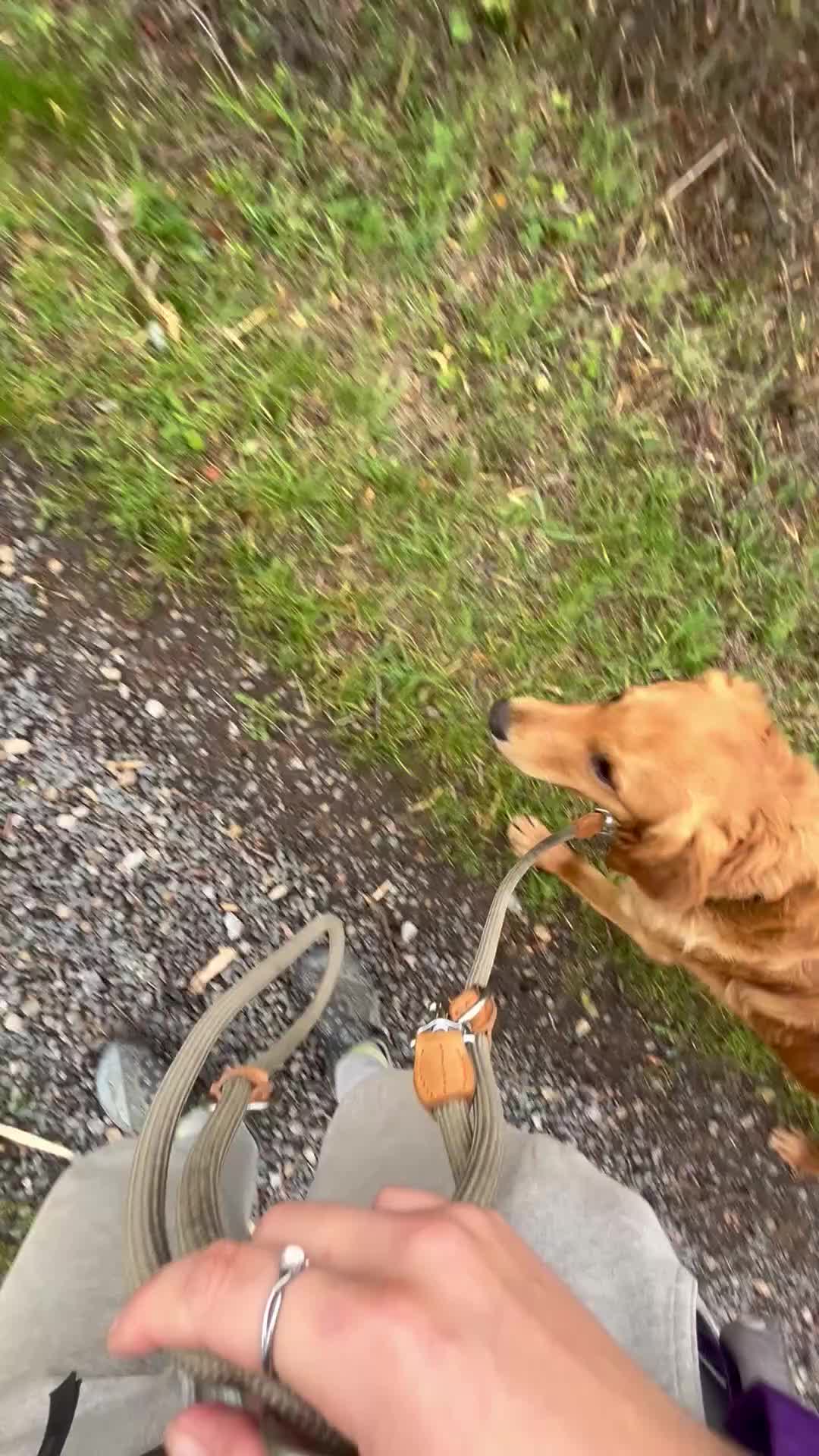 Golden Retriever dogs for sale: Trained Golden Retriever for sale  - Video 2