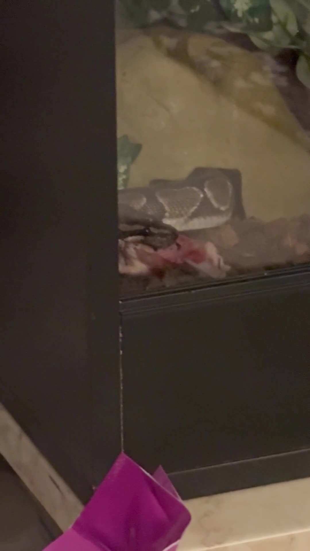 Python Snake reptiles for sale: Ball python - Video 2