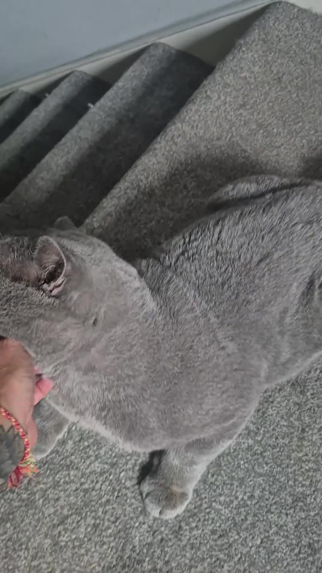 British Shorthair cats for sale: Two stunning boys - Video 1