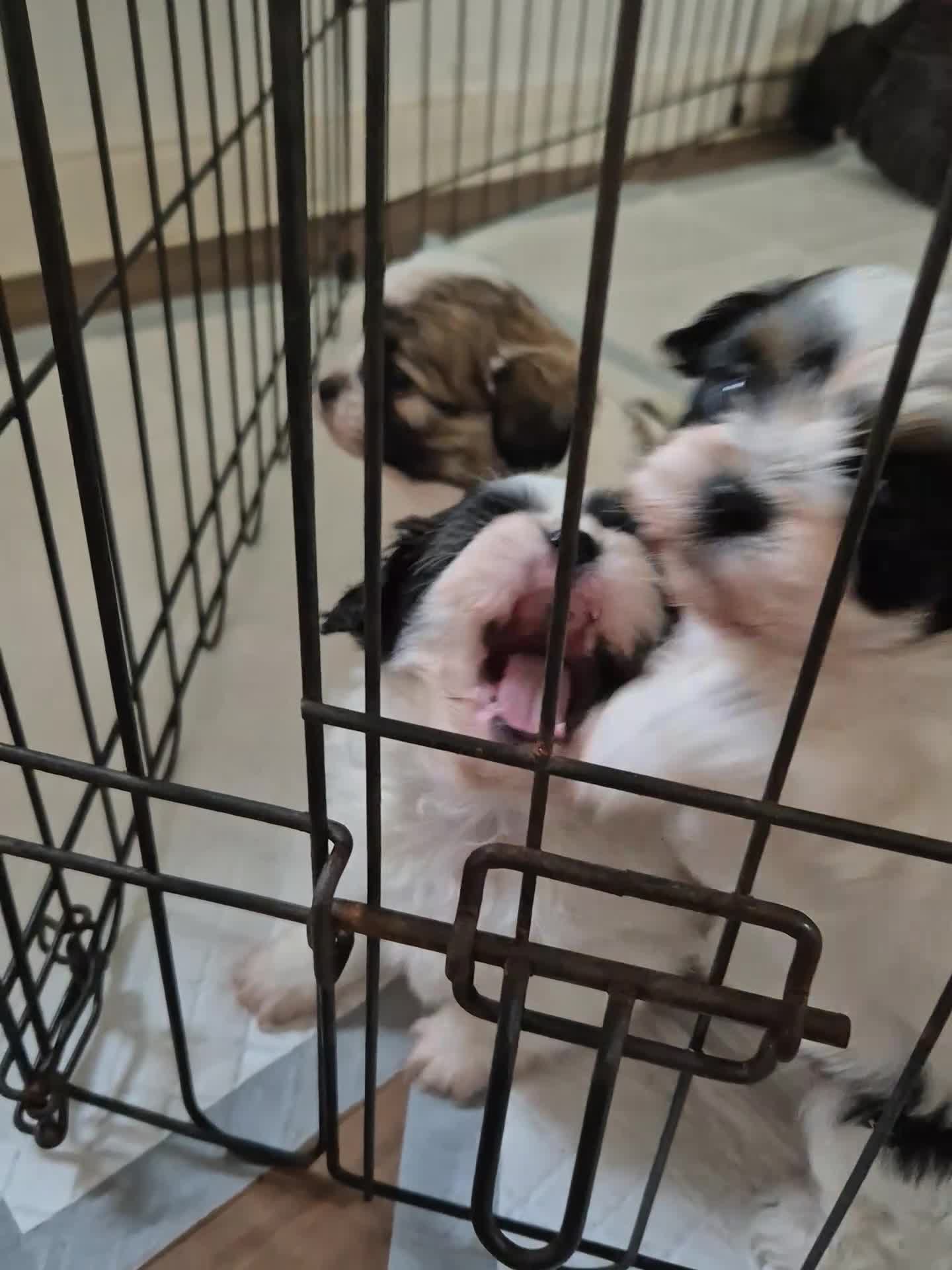 Shihpoo dogs for sale: Shihpoo puppies - Video 1