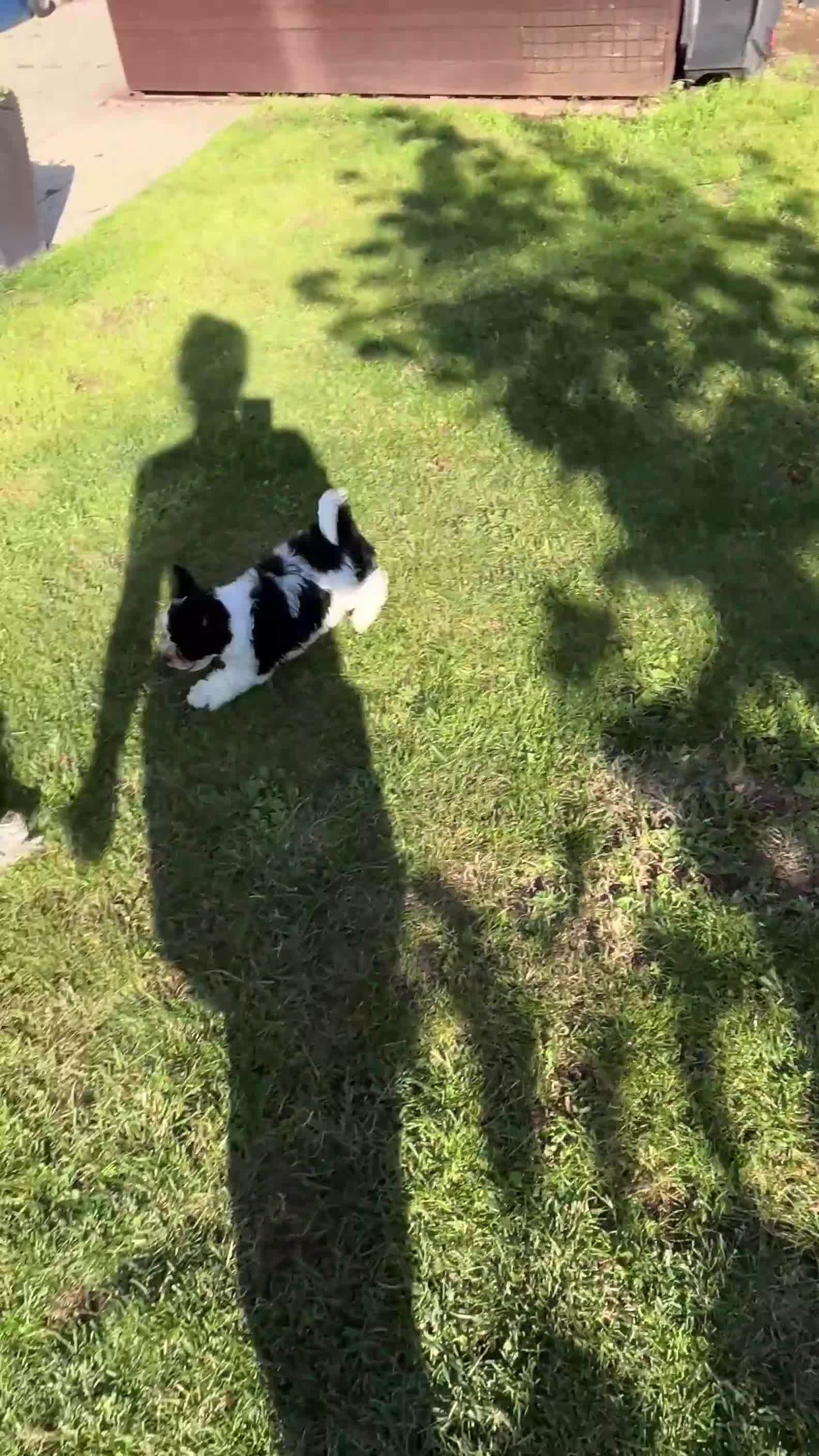 Biewer Terrier dogs for sale: ✨KC Beautiful Biewer x Biro Terrier Puppies✨   - Video 2