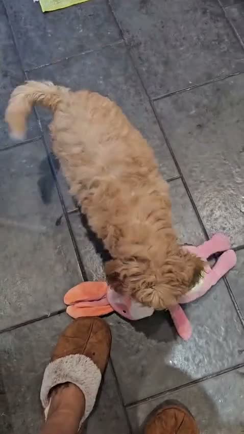 Cockapoo dogs for sale: Female Cockapoo - Video 1