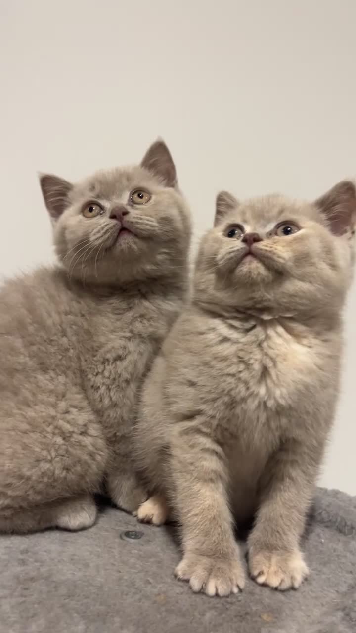 British Shorthair cats for sale: Pedigree British Shorthair Kittens Golden & Lilac - Video 3