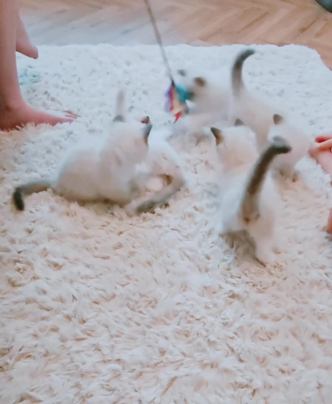Ragdoll cats for sale: Raised with Love, looking for forever homes 🏠❤️ - Video 5