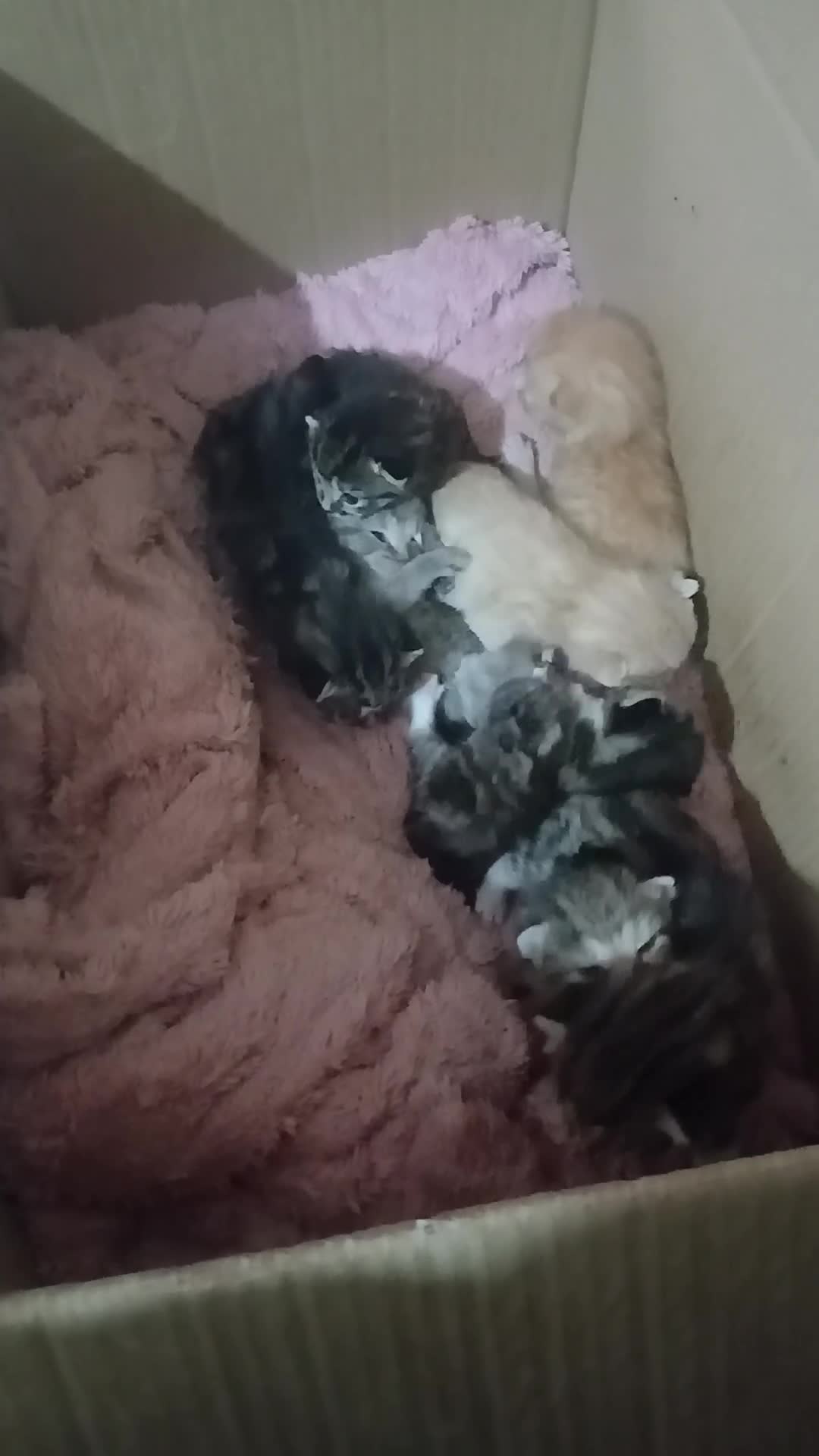 Mixed Breed cats for sale: 8 kittens for sale  - Video 1