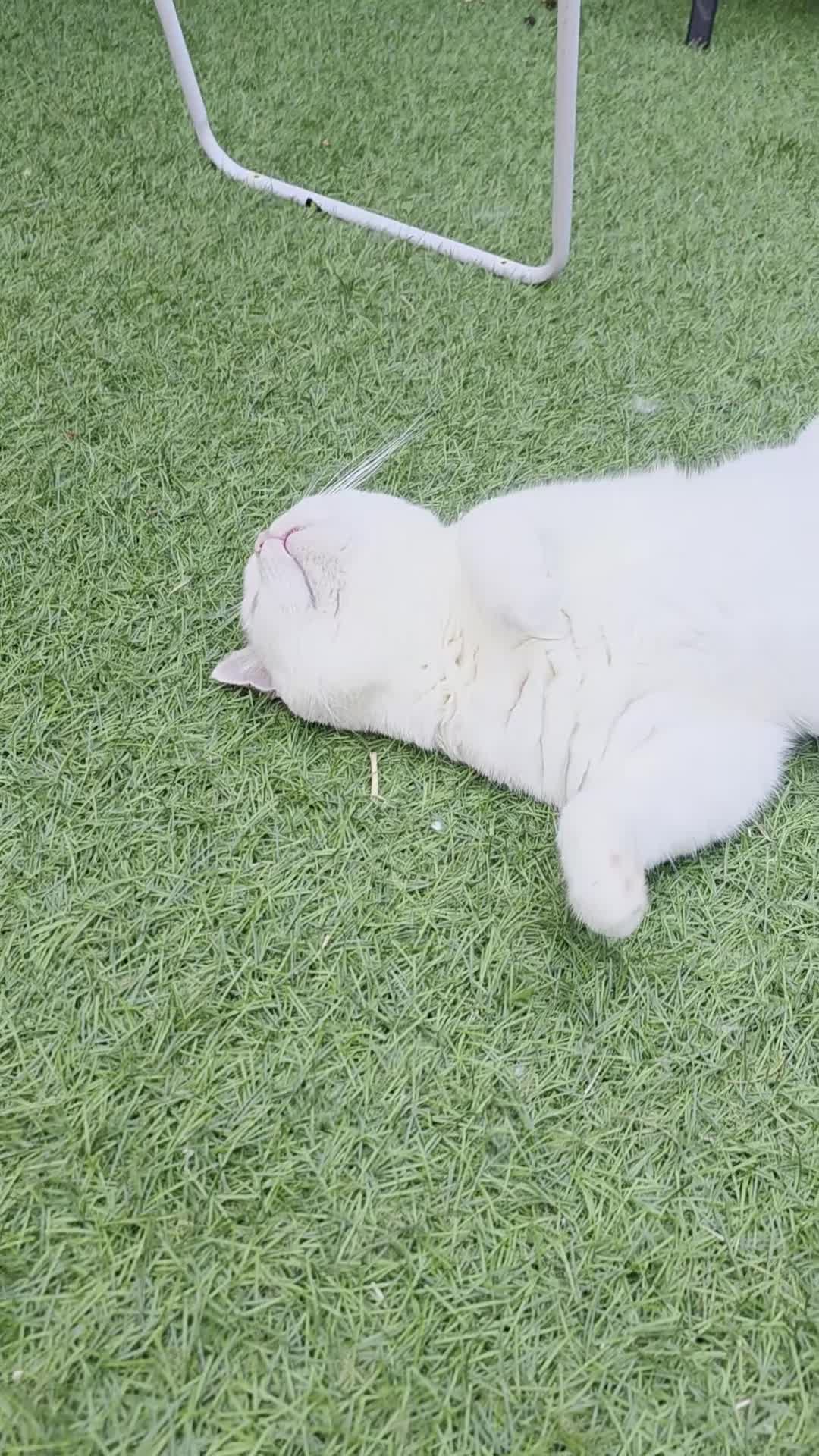 British Shorthair cats for stud: 🤍 PROVEN White British Shorthair Stud Service 🤍 - Video 1