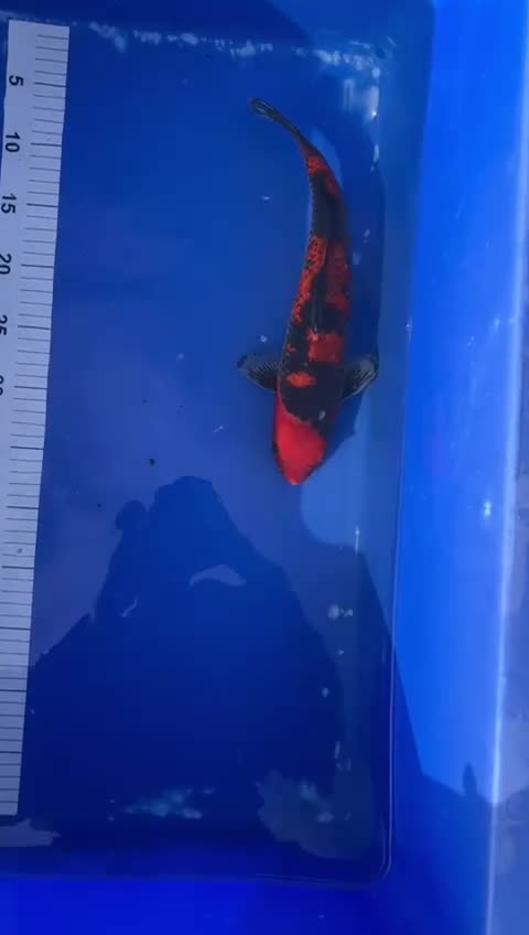 Koi Carp fish for sale: Goshiki koi - Video 1