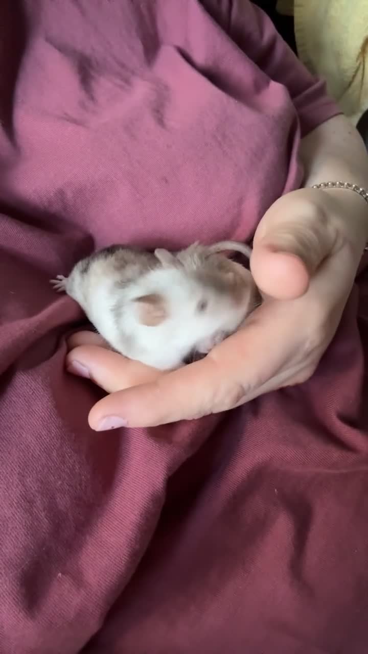 Mouse rodents for sale: Three male mice - Video 4