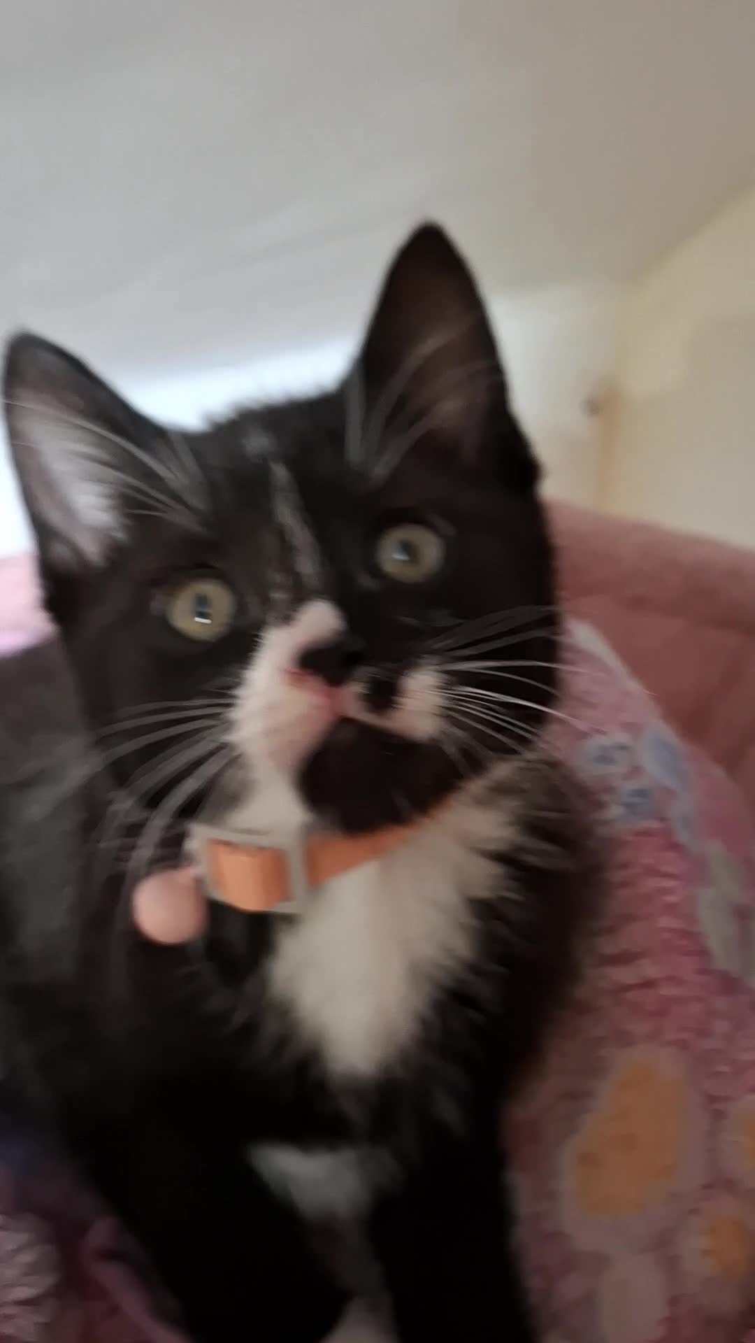 Mixed Breed cats for sale: Kitten girl  - Video 1