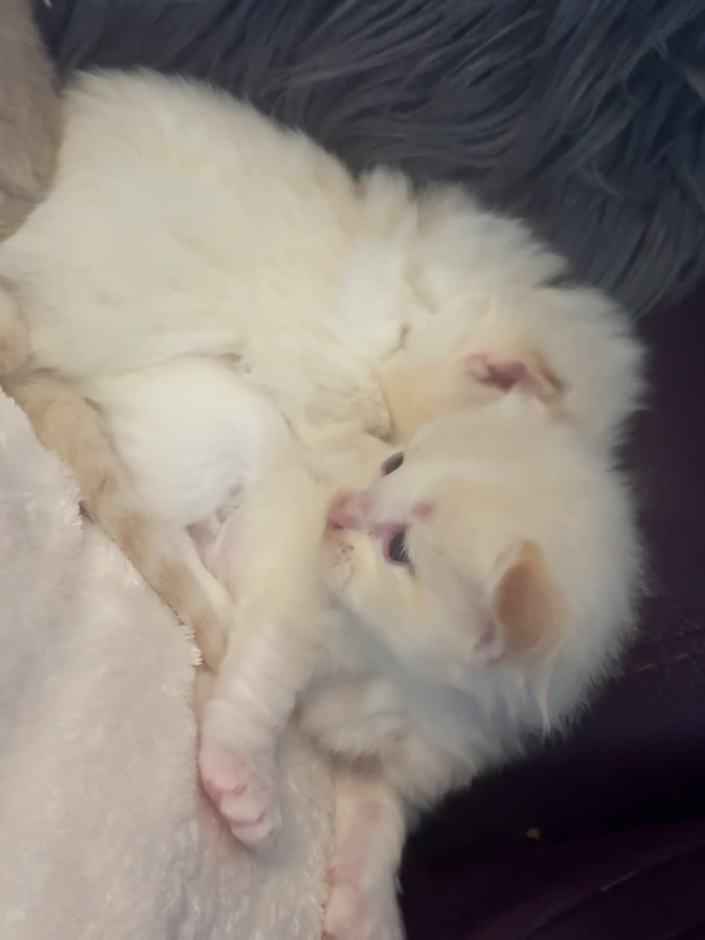 Ragdoll cats for sale: Tortie flame mink sepia tica  - Video 4