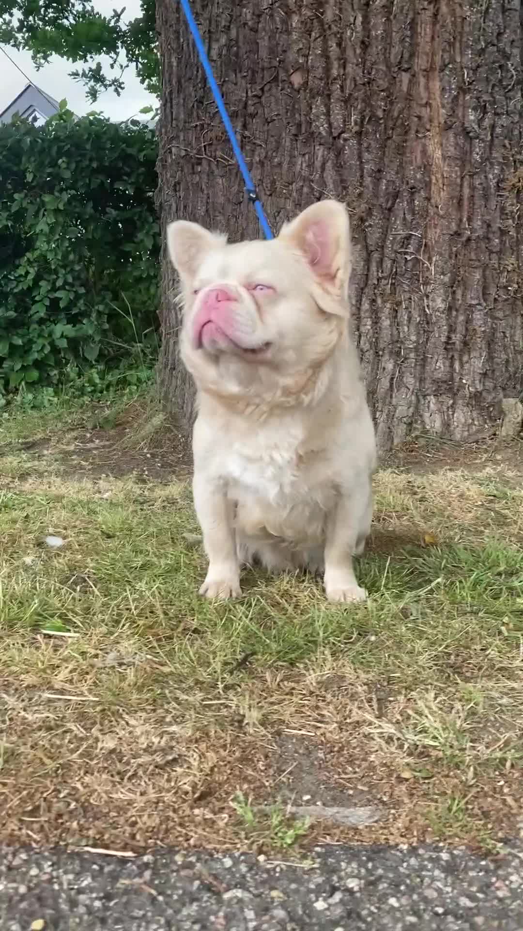 French Bulldog dogs for stud: STUD - Full fluffy full pink frenchie wavy coat 🌊 - Video 1