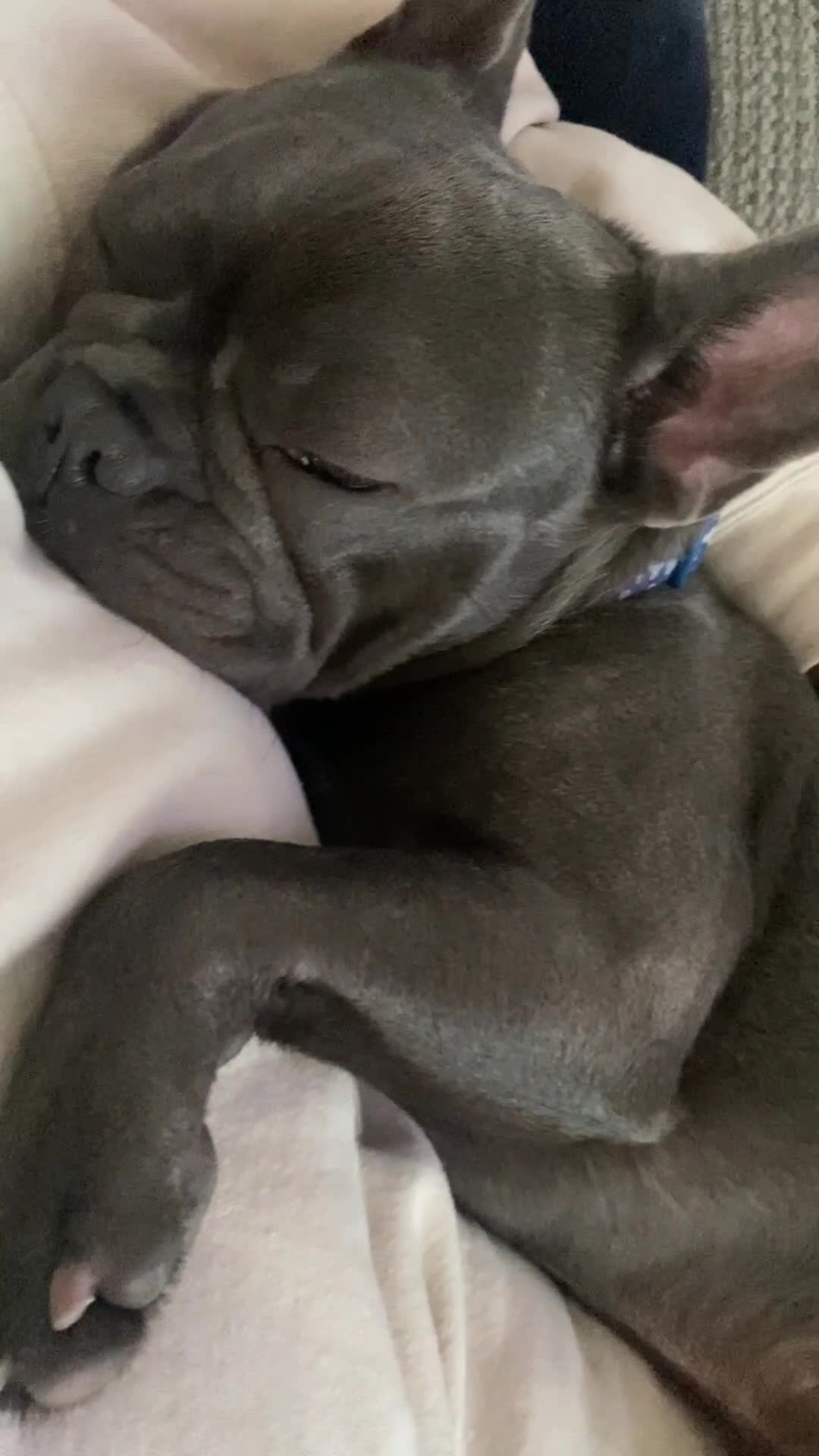 French Bulldog dogs for sale: 10 month Male French bulldog.  - Video 1
