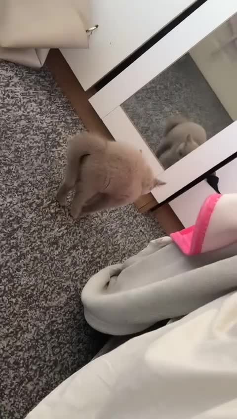 British Shorthair cats for sale: Stunning chunky British shorthair kittens GCCF Reg - Video 1