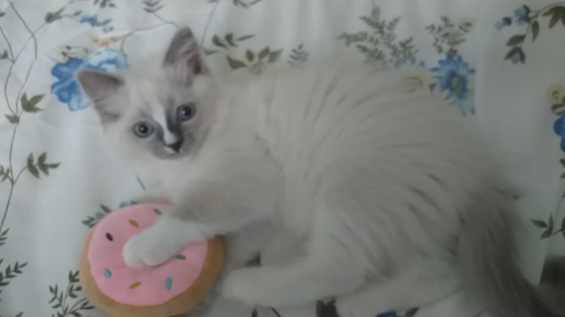 Ragdoll cats for sale: Beautiful Pure Breed Ragdoll Kittens  - Video 2