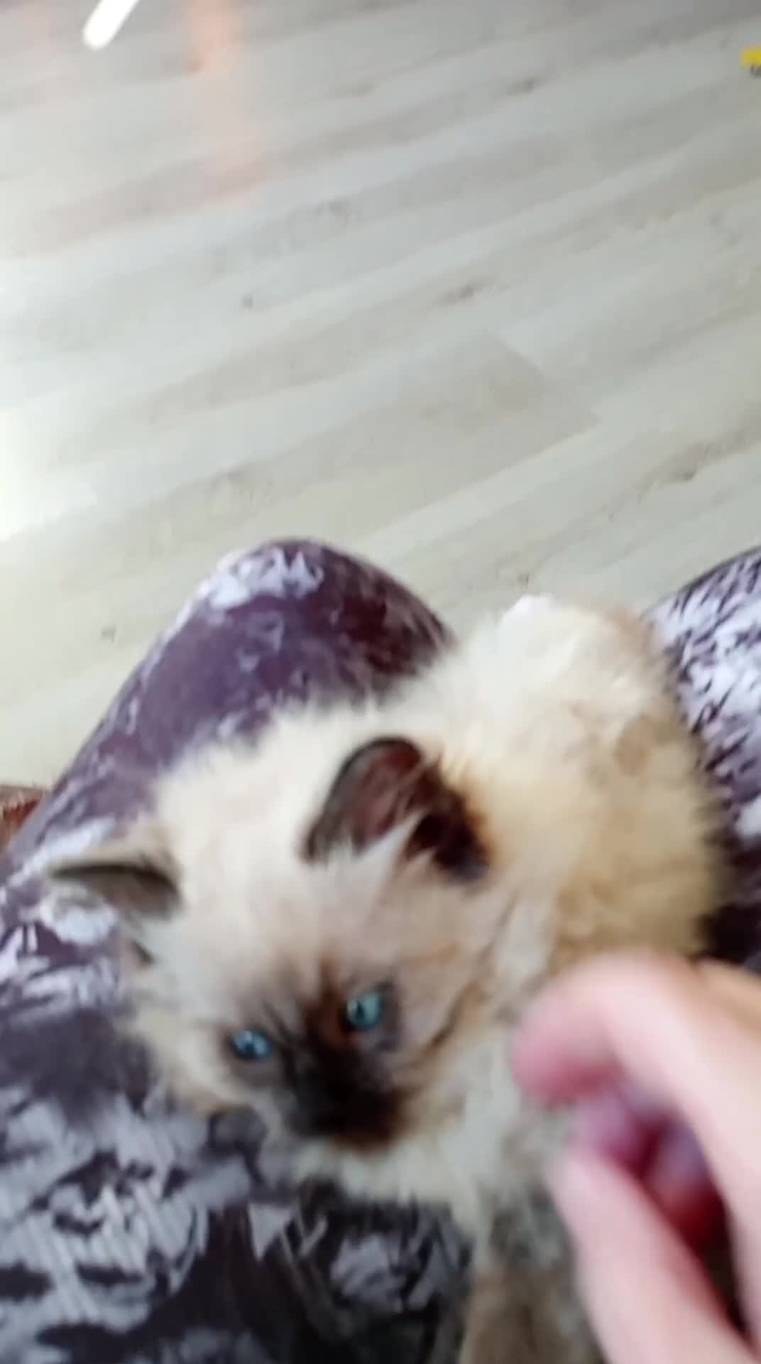 Ragdoll cats for sale: Ragdolls...beautiful kittens in Sheffield - Video 1