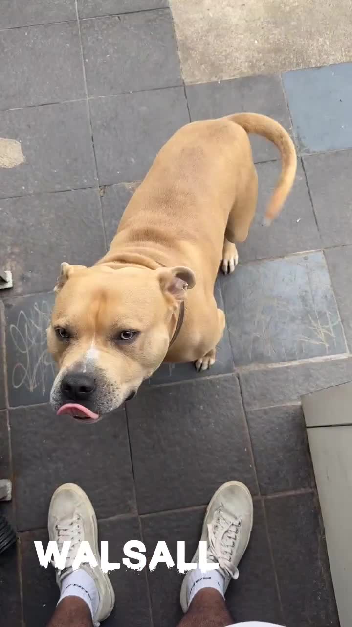 American Bull Staffy dogs for stud: *stud only * Powder our beautiful staff - Video 1
