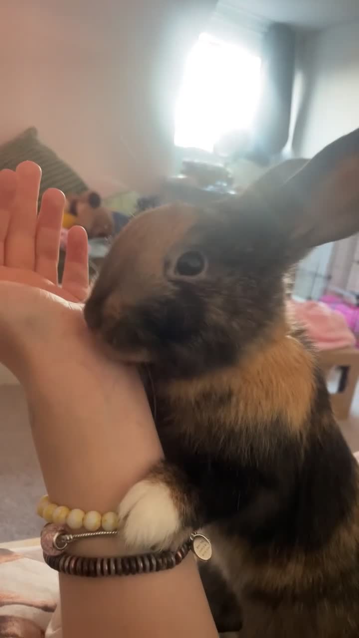 Mixed Breed rabbits for sale: Sweet young male rabbit- experienced owners only - Video 2