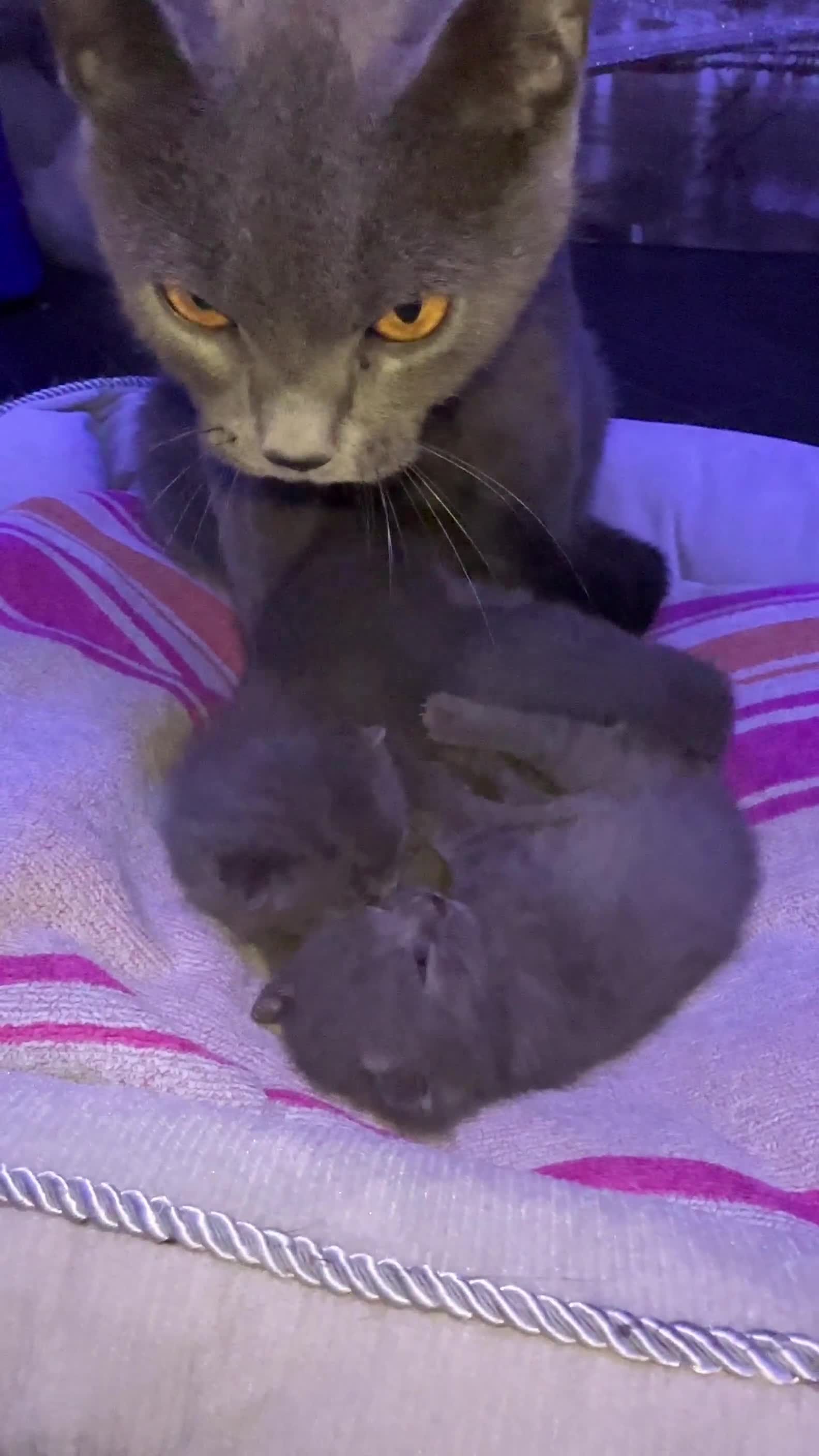British Shorthair cats for sale: BRITISH SHORTHAIR!  - Video 4