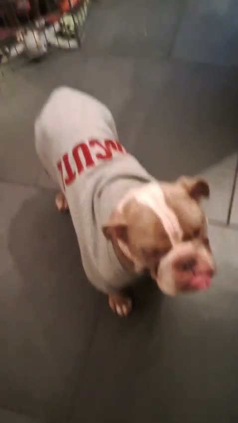 Olde English Bulldogge dogs for sale: Beautiful Old English bulldogs for sale!!! - Video 1