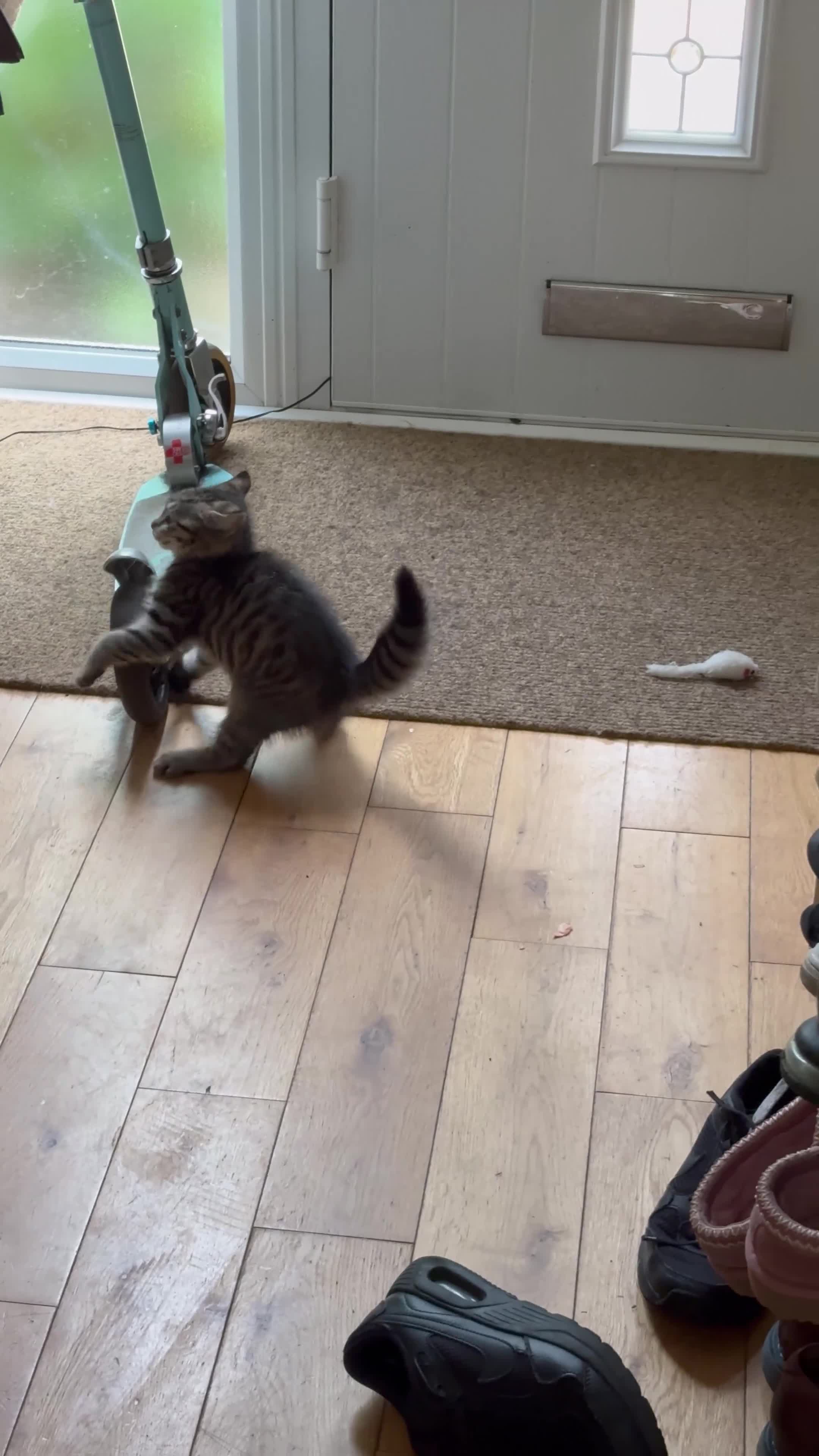Mixed Breed cats for sale: Tabby boy kitten  - Video 1